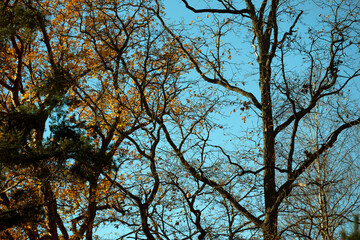 tree in the sky, nacka,sverige,sweden,stockholm,Mats,autumn