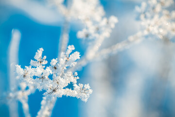 frost on grass, plants in winter early in the morning, natural winter phenomenon, natural winter background