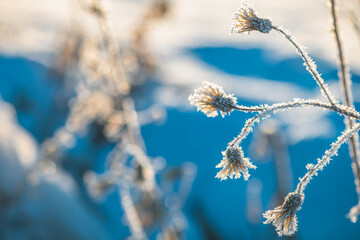 frost on grass, plants in winter early in the morning, natural winter phenomenon, natural winter background