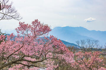 Sakura cherry blossoms in full bloom at the Takato Castle Park in Nagano Prefecture, one of the Japan's Top 100 Cherry Blossom Spots