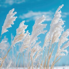 Snowy Grasses with Blue Sky Backdrop