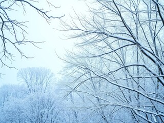 A serene snow-covered forest in winter, weather, trees