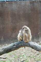 ミーアキャット