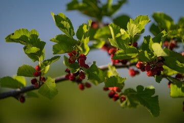 Red mulberries on the tree that look appetizing also known as Morus Nigra. Edible wild summer fruits in nature