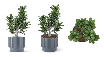 3d render Plant pot in different angles isolated on white background . different angle