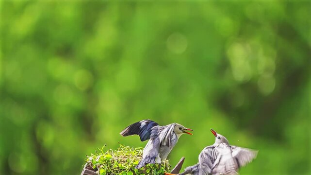 Slow motion: Starlings fighting in the air. 