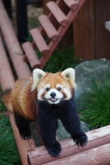 レッサーパンダ
