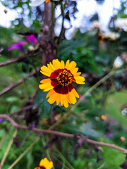 sunflower in the garden