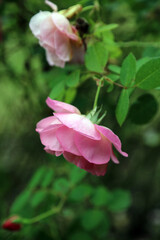Closeup of downward facing pink Rose Hyde Hall blooms in Autumn, Lincolnshire England
