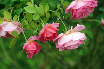 Macro image of a cluster of pink Rose Hyde Hall blooms in Autumn, Lincolnshire England
