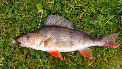 Fresh water fish perch hooked on spinning lure, fishing, catch and release, animals and wildlife, nature background	