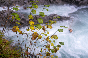 Mountain river gorge with plants and trees 