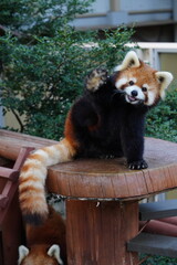 レッサーパンダ
