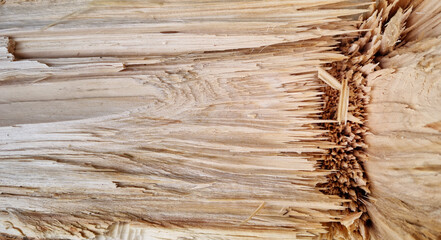 Fototapeta premium Texture of a thick aspen trunk, gnawed by a beaver. Selective focus