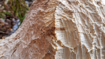 Texture of a thick aspen trunk, gnawed by a beaver. Selective focus