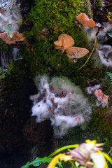 mushrooms in the forest 