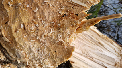 Texture of a thick aspen trunk, gnawed by a beaver. Selective focus