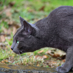 Russian Blue Cat Ready to Pounce