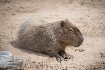 Capybara sitting in the sun
