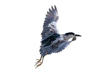 Black-Crowned Night Heron (Nycticorax nycticorax) Photo, in Flight on a Transparent Isolated PNG Background