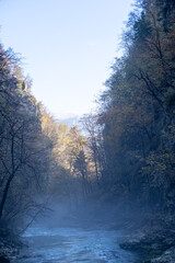misty morning in the forest, Mountain river gorge with plants and trees 