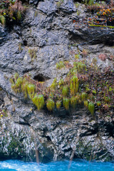 Mountain river gorge with plants and trees 