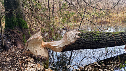 Obraz premium Fallen aspen. A thick aspen trunk, gnawed by a beaver, lies in the water. Selective focus