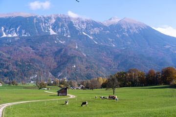 a field with cow with mountains 