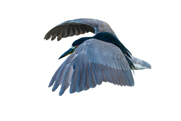 Black-Crowned Night Heron (Nycticorax nycticorax) Photo, in Flight on a Transparent Isolated PNG Background