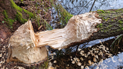 Fallen aspen. A thick aspen trunk, gnawed by a beaver, lies in the water. Selective focus