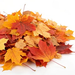 Fototapeta premium autumn leaves isolated on white