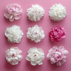 Assorted white and pink peony flower heads arranged on a soft pink background