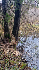 Report of a beaver's work gnawing on an aspen tree trunk. Day 1. 