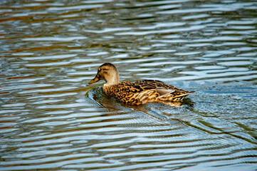 Braune Stockente schwimmt auf dem Wasser