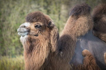 Head shot of Bactrian Camel, brown fur, sun, happy