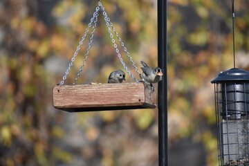 Backyard Birding
