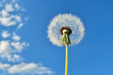 A dandelion seed head against a blue sky. This image can be used for a website about nature, spring, or new beginnings.