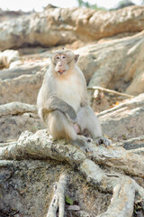 Portrait of a monkey in the park