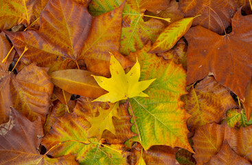 Autumn leaves of maple trees backdrop. Autumn fall leaves in sunlight. Autumn background. Autumnal fall background. Foliage, falling leaves background. Autumn leaf. Falling leaves background.