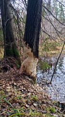 Report of a beaver's work gnawing on an aspen tree trunk. Day 2