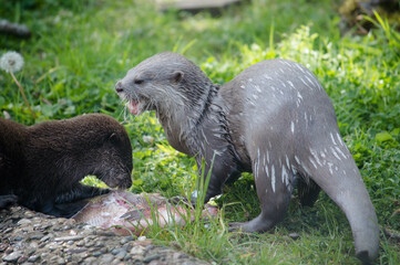 Asian short clawed Otter eating fish