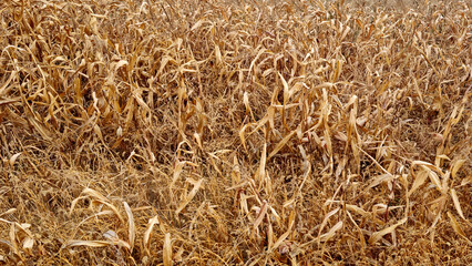 Corn field in late autumn. Overripe corn. Texture of yellow leaves.