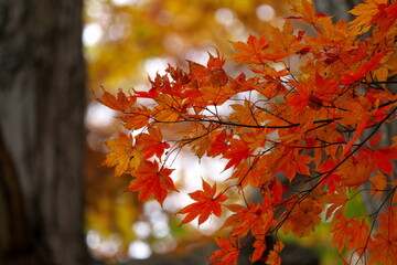 赤く紅葉した楓の葉