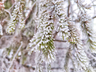 Pine tree branch dusted with snow in a serene winter forest during the early morning hours