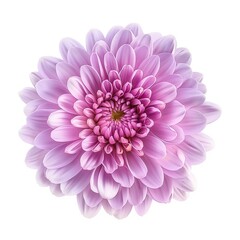 Chrysanthemum flower isolated on white background