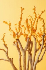 Fototapeta premium Close up of a vibrant yellow branched coral against a light background.