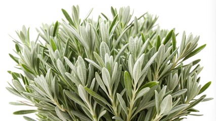 Obraz premium grass isolated on white background