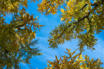 Obraz premium Autumnal foliage. Fall season. Autumn leaves, gold and red leaves of autumn background. Maple leaves. Colorful autumn leaves. natural background. Falling autumn. Sunny autumnal day.