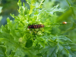Caterpillar on ragwort leaf
