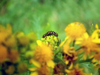 Caterpillar on ragwort leaf